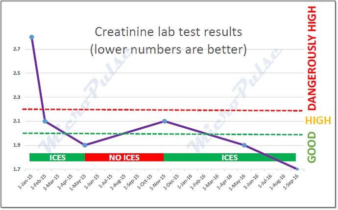 Feline_Creatinine_b